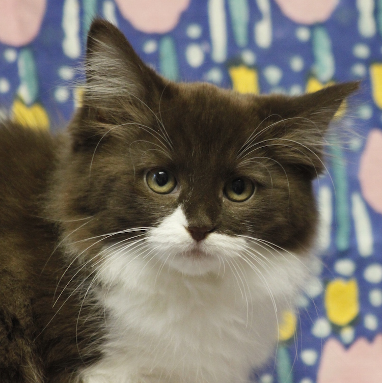 chocolate ragdoll kitten